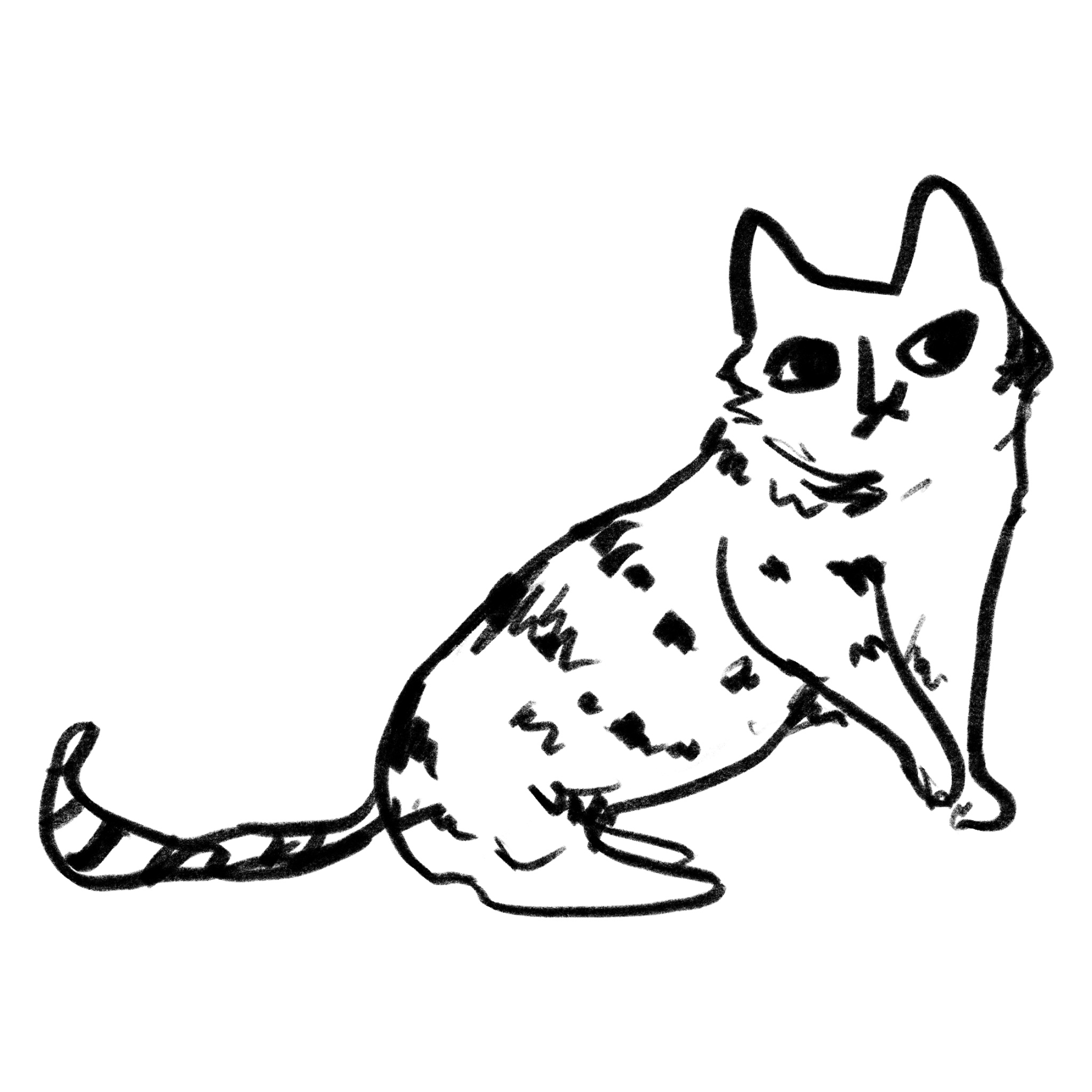 Ocicat Cat Breed