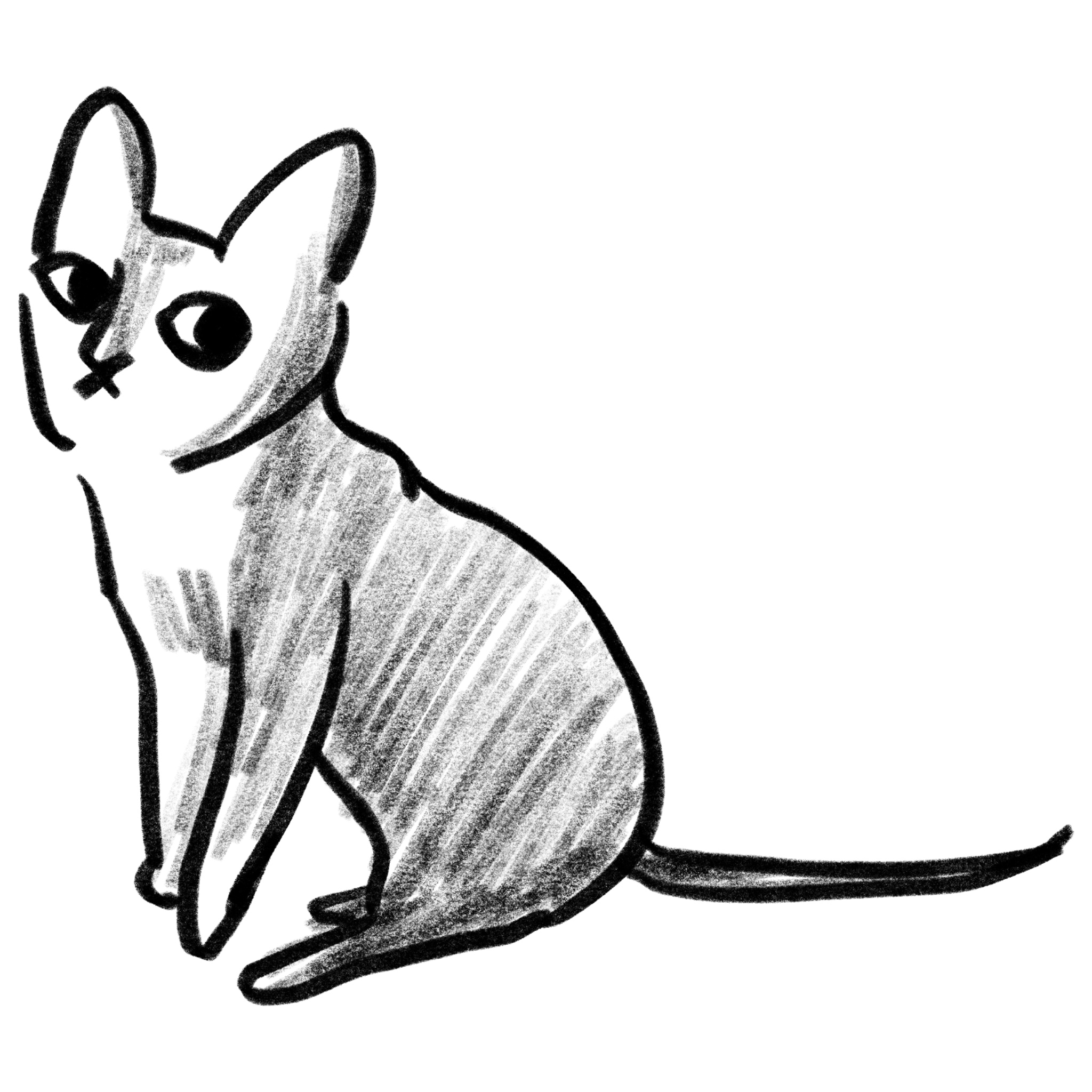 Peterbald Cat Breed