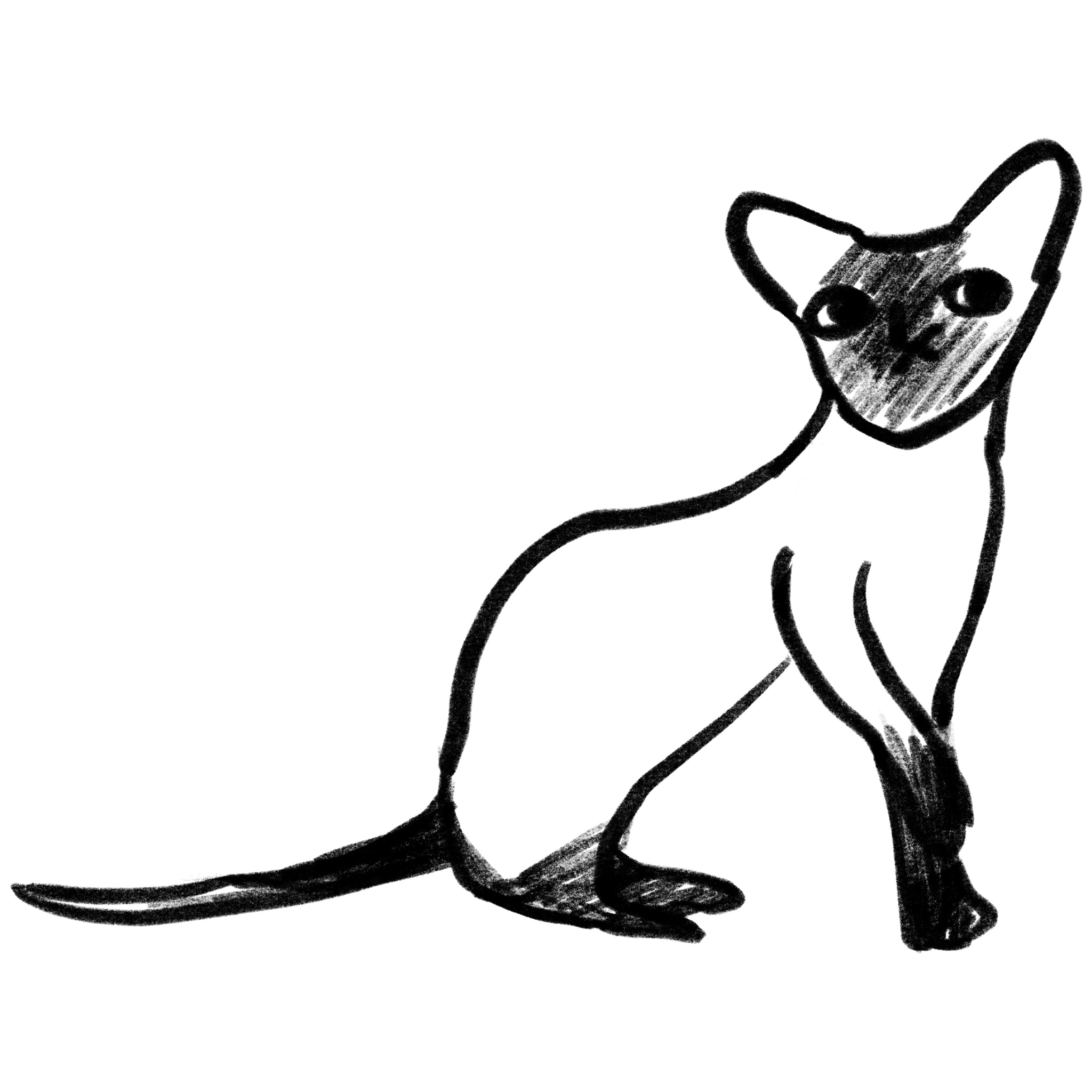 Siamese Cat Breed