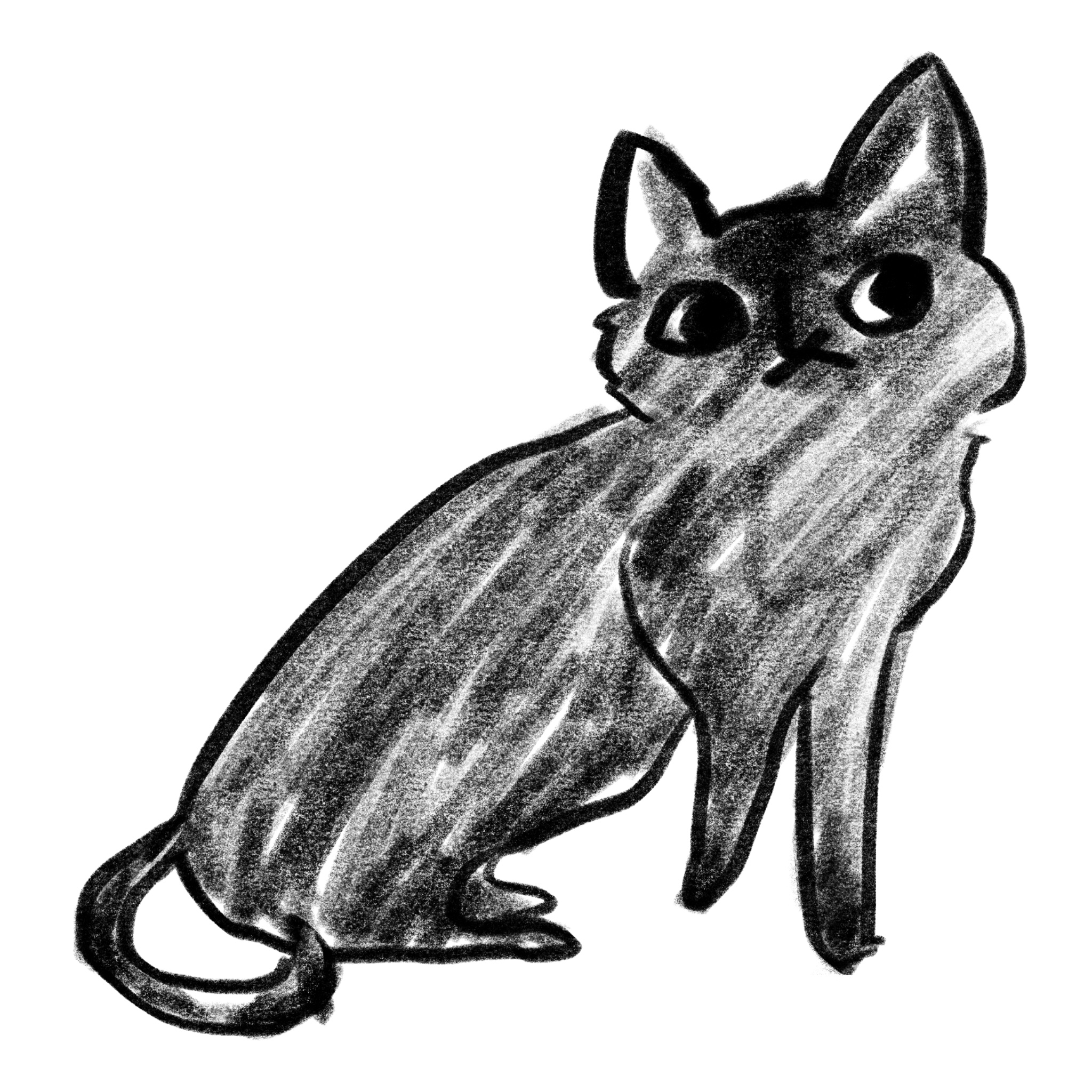 Tonkinese Cat Breed